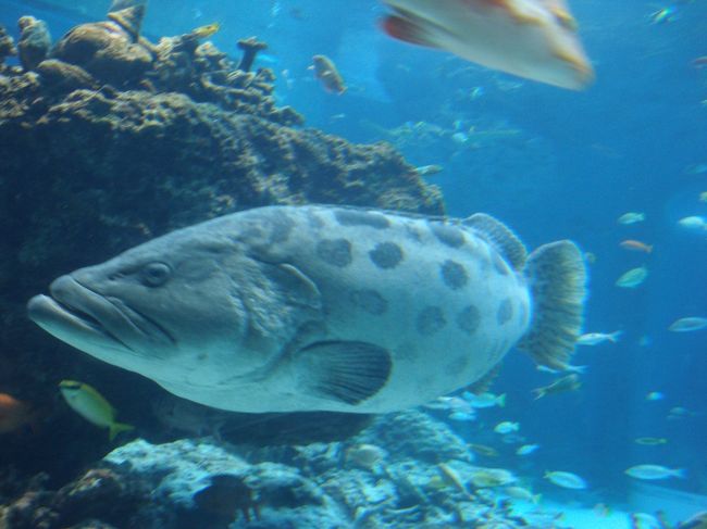 美ら海水族館