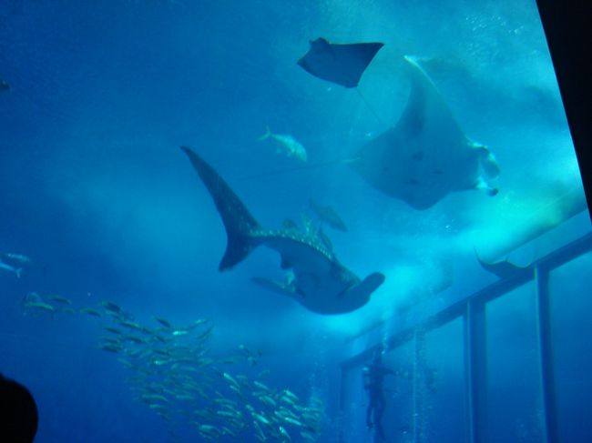 甚平とマンタ？エイ？