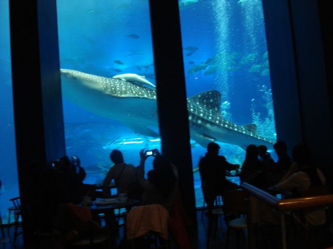 カフェからも見えた。館内が込んでたので助かりました。