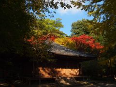 紅葉した木々に包まれた富貴寺大堂（国宝）が！
この大堂は12世紀に建造されたと推定されており、国東六郷山の寺院の最盛期をしのばせる貴重な建物だそうです。
