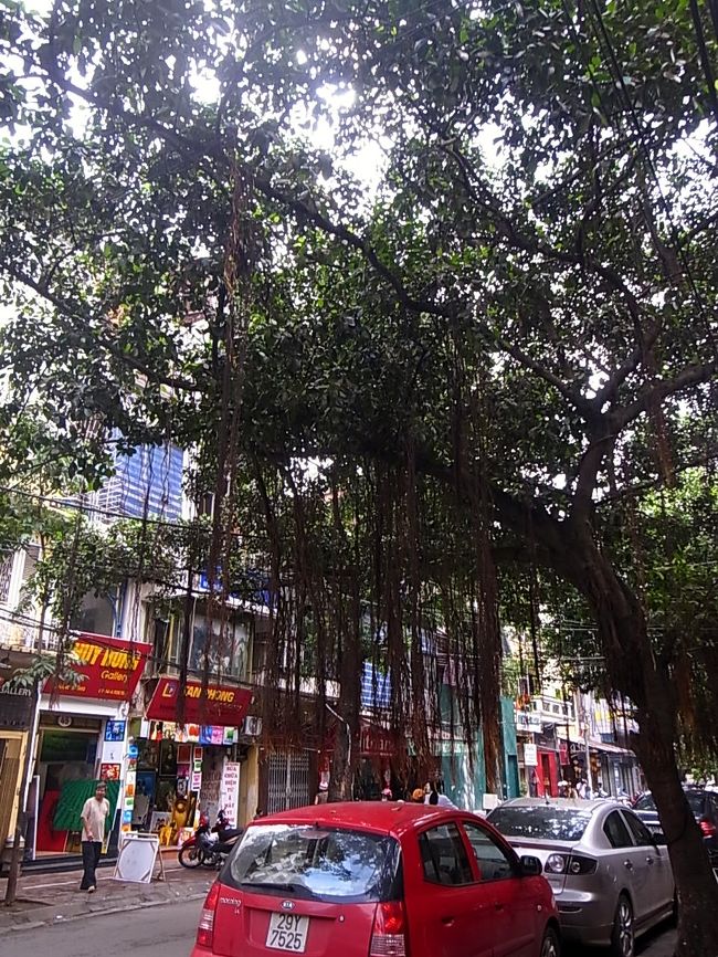 この木は何なんでしょう。<br />あちこちの街路樹になってますが<br />このたれさがってるのは？