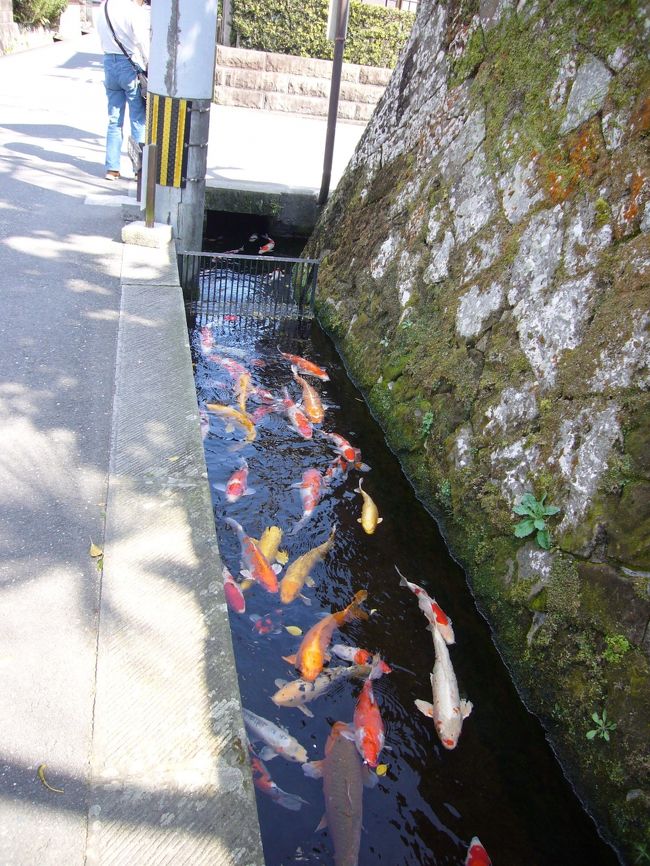 掘割に　鯉が泳いでいます！