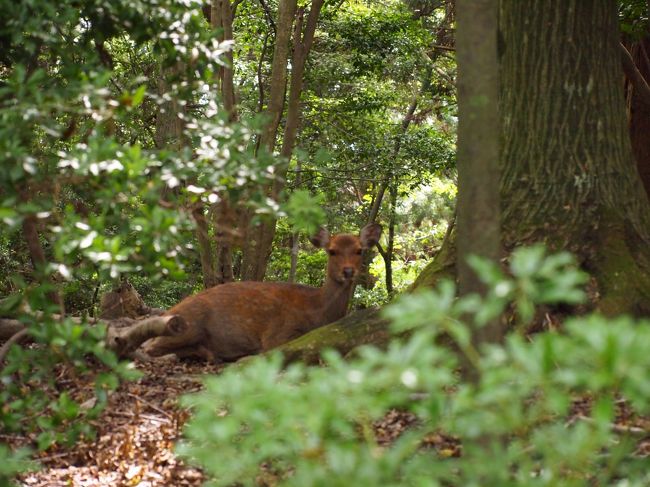 鹿さんものんびり寛いでいます。