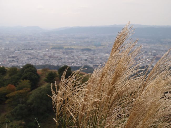 すすきも風にそよいで・・。