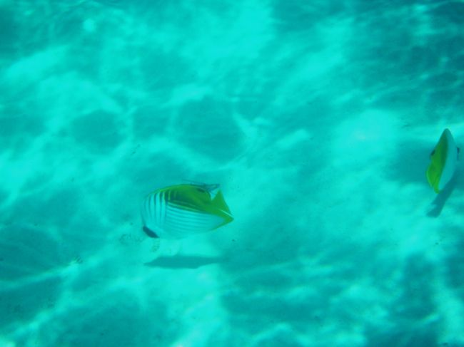 とかしくビーチはすぐに深くなりますが、入り江になっているので波が穏やか。ライフジャケットを着けていれば、カナヅチな私も子どもたちも安心してシュノーケルを楽しめます。<br />昨年訪れた波照間島のニシハマと比べてしまうと・・・ですが、たくさんのお魚に癒されました。