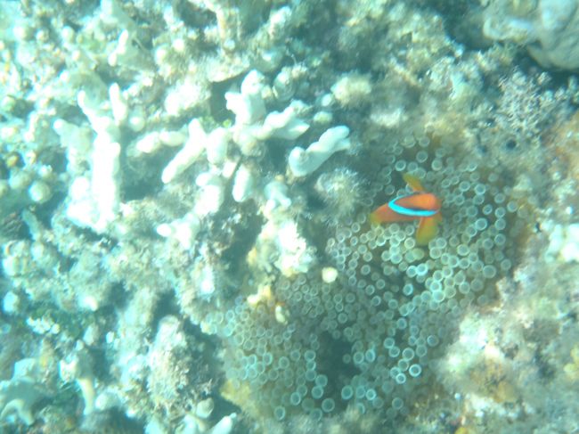 定番ですが、クマノミを見つけるとテンション上がります。<br />沖縄では「いちハマ、にクマ、さんカクレ」とクマノミのお腹の線の数で呼び方が違うそうです。<br />これは線が１本なので、ハマクマノミ。