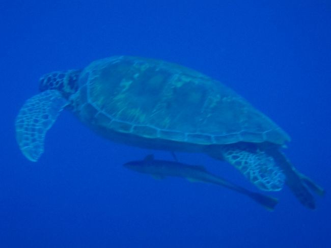 ウミガメさんログインです。<br />バリカサグのウミガメは増えている様子