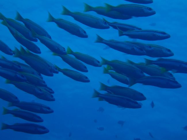 相変わらず魚影が濃いけど、ギンガメバラクーダさんはお休みでした<br />いずこへ・・