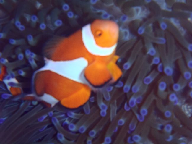 しかたないのでマクロに切り替えです。<br />良いマクロの練習になりました。クマノミさんありがとう。