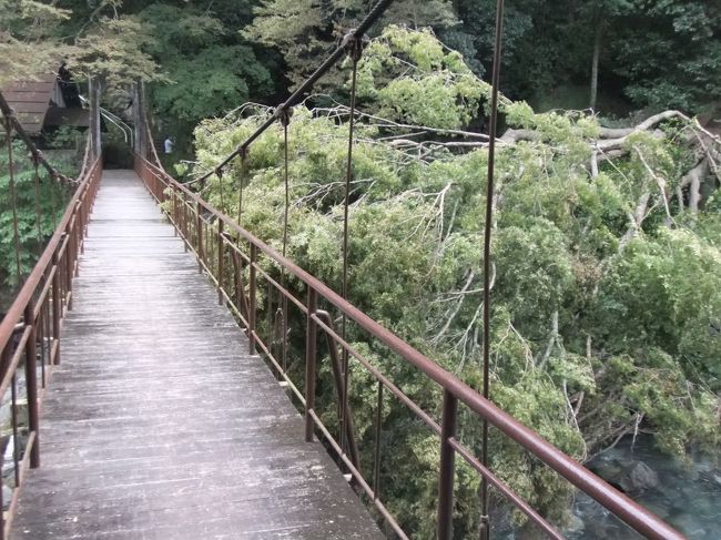 落合楼村上さんの宿の庭から、つり橋へ。<br />台風１５号の影響で、大木がつり橋に<br />折れて、もたれ倒れていました。
