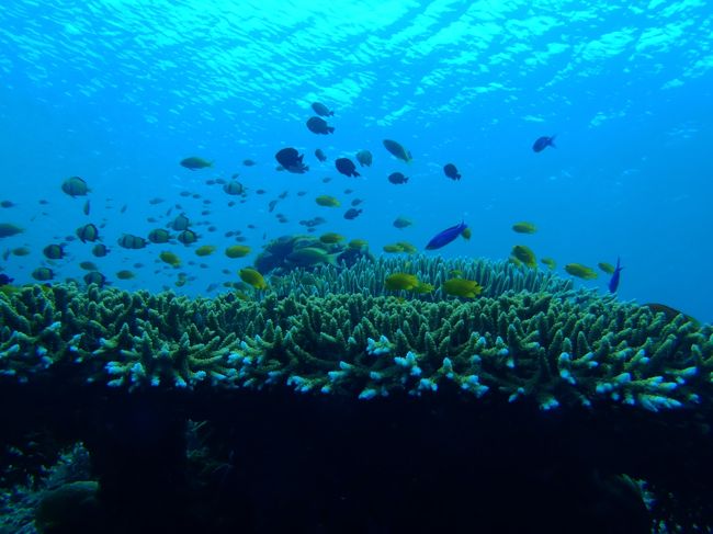 浅瀬もうっとりきれいです。