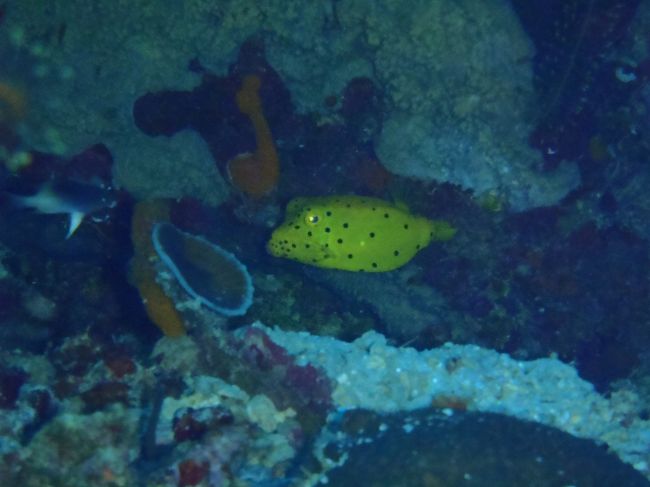 アイドルログインです！！！<br />ハアハア、エアーが無くなるぅ。<br />ミナミハコフグ幼魚。