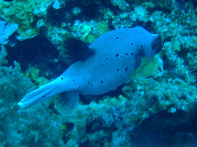 犬好きな私は海の中でも犬っぽい顔の魚が好きなんです。<br />コクテンフグ。