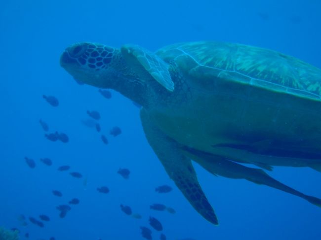 いつまでもフィリピンの海がきれいでありますように・・