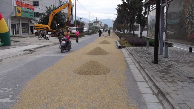 収穫の秋。<br />雑穀<br /><br /><br />米なども収穫していた。<br />秋を感じる。