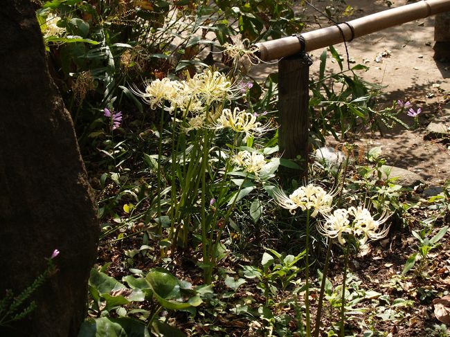 鎌倉宝戒寺 11年秋 鎌倉 神奈川県 の旅行記 ブログ By ドクターキムルさん フォートラベル 鎌倉宝戒寺 11年秋 鎌倉 神奈川県 の旅行記 ブログ By ドクターキムルさん フォートラベル