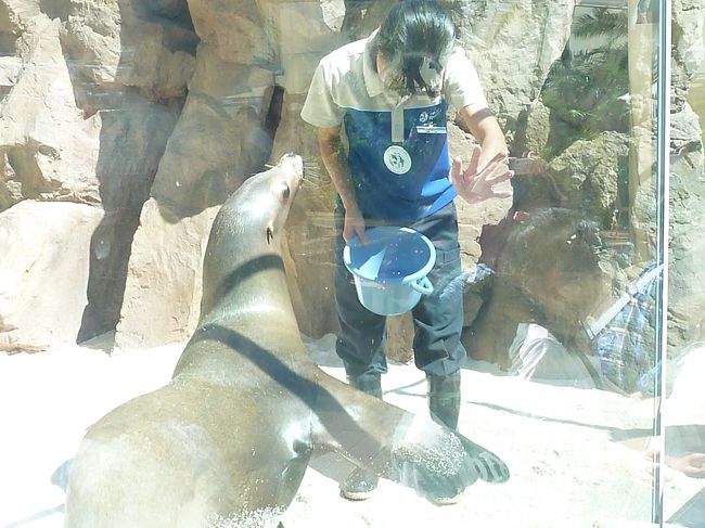 アシカはここにいました。<br />ちょうどご飯タイムのようでした。