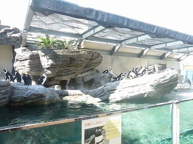 ペンギン。結構沢山いました。