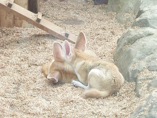 この中にフェニックス（だと思います）も<br /><br />後は巨大魚とペリカンの展示がありました。