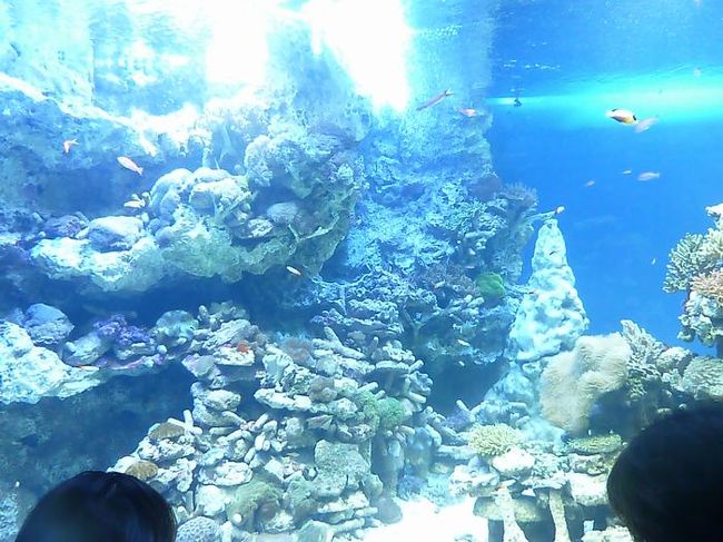 水族館の中はサンゴの展示が多くてきれいでした