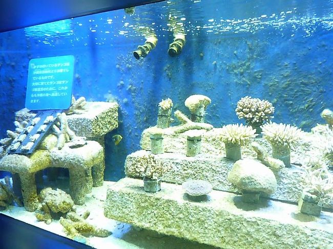 沖縄の恩納村の養殖サンゴ。<br />後で海に帰すんだそうです。