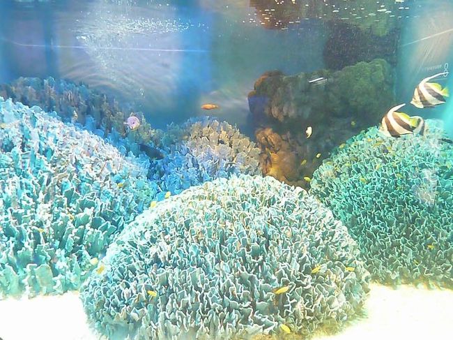 石垣島のサンゴ