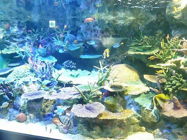 グレートバリアリーフ