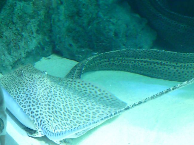 エイとうつぼ<br />ちょうど同じ柄で揃ったので・・・。