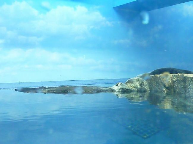 ラッコ。<br />寝ていました。