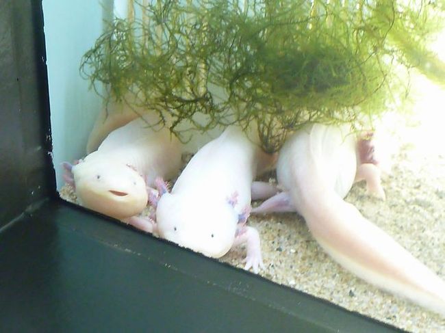 ウーパールーパー