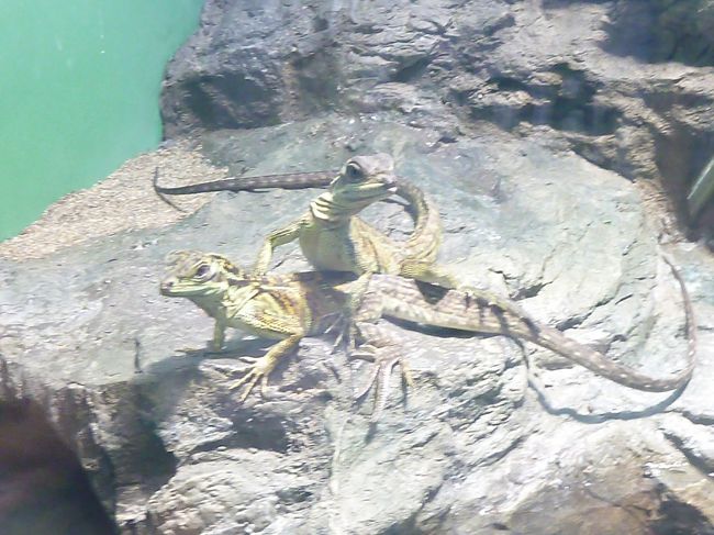 なんだか可愛いトカゲ<br /><br />全部で所要時間２時間くらい。<br />結構楽しめました。<br /><br />サンシャインは駅から近いし、地下道がわかりやすくて<br />行きやすいです。