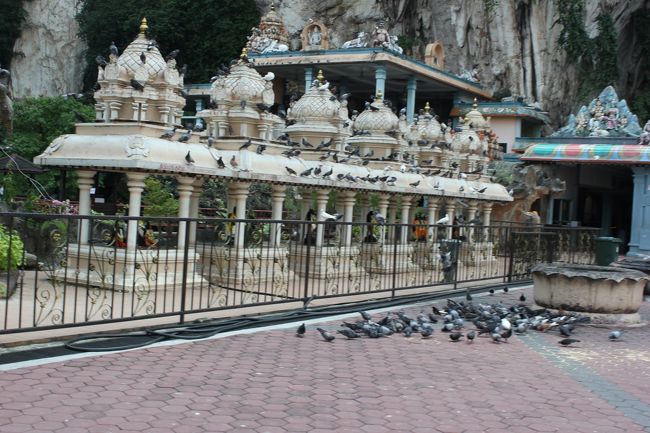 鳩がたーくさん〜！