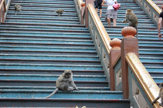 猿もめっちゃおりました。