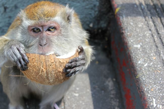 これめっちゃいい写真！！（自画自賛！）<br />猿のごはんタイムみたいで、バナナとかたくさんもらってました。<br />写真とりやすかったなあ。