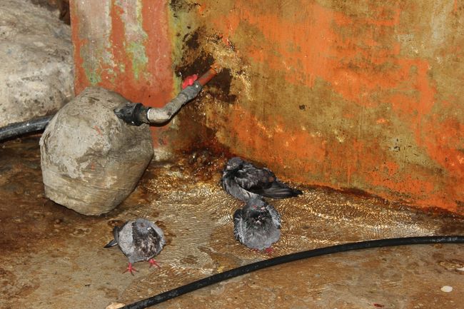 鳩が水浴び。またもやかわええ。