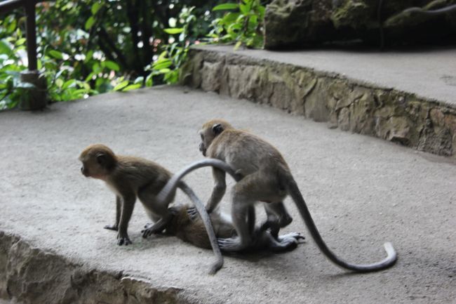 じゃれあって遊んでるの！