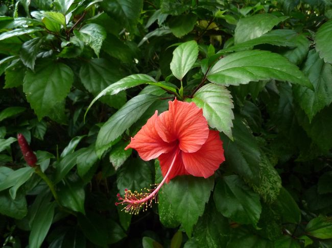 ハイビスカスだぁ！南国らしいな〜