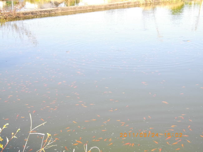 金魚が本当にいます。<br />郡山駅前で、少し腹ごしらえをして、加茂経由で一気に無事自宅へ戻れました。