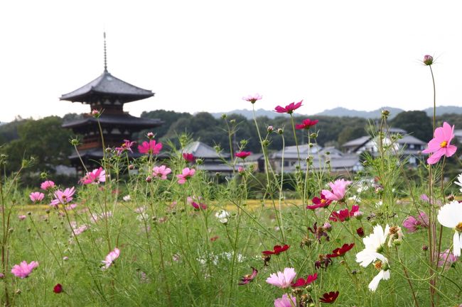法起寺の裏手の休耕田がコスモス畑になってました。
