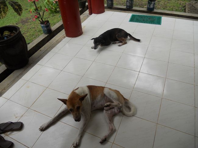 次は、お待ちかねのターシャ。世界最小のメガネザルです。<br />施設の入口に寝てる犬。条件反射で、ついなでそうになる。<br />