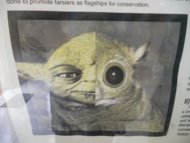 やっぱり、ターシャはヨーダだった！<br />出入口にあったポスター。