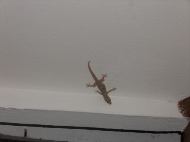 部屋のテラスには、ゲッコー（ヤモリ）がいっぱい。<br /><br />最終日は、5:15がピックアップです。早っ！<br /><br />バタバタと過ぎた４日間。でも、これがあるから日々頑張れるんだな。<br />次は、どこへ行こうかとすでに検討中。<br /><br />