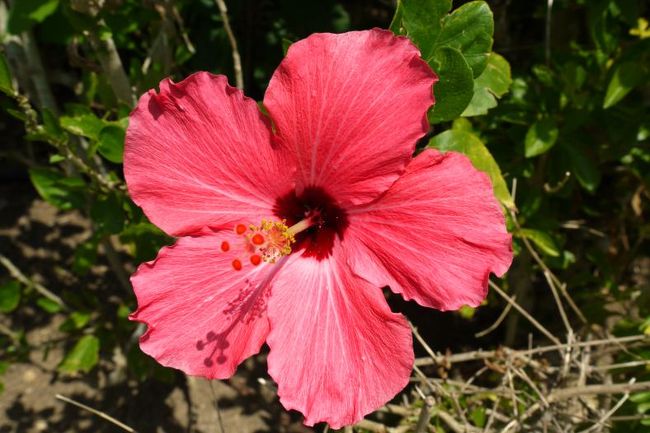 沖縄らしい花ですね