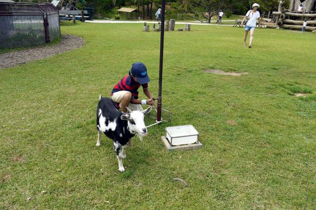 繋がれているヤギのロープをとって