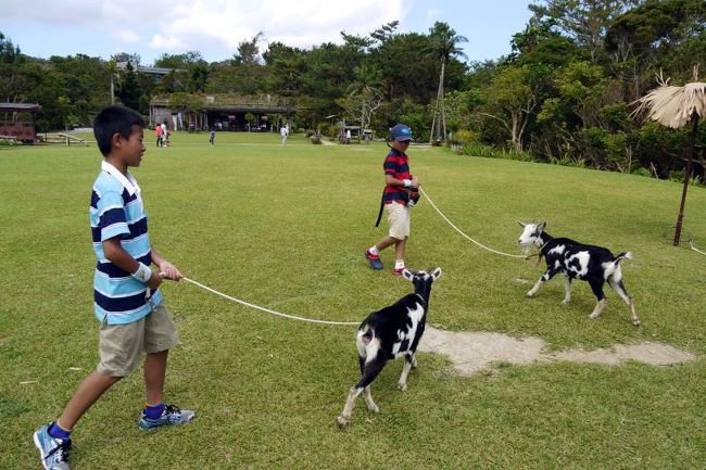 ヤギさんどうしは、あまり仲良くないようです