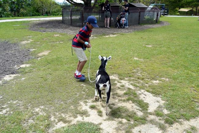 ヤギの散歩は初体験