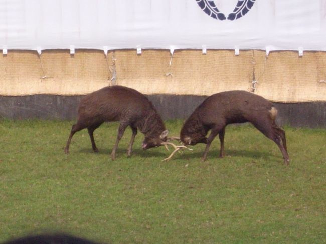 血気盛んに、角を突き合わせて戦ってる牡鹿たち。<br />これからその自慢の角も切り落とされちゃうから、最後の格闘ね。<br /><br />普段公園内にいる鹿たち、のんびりな様子しか知らないので、ちょっとびっくり。<br />意外にワイルド〜