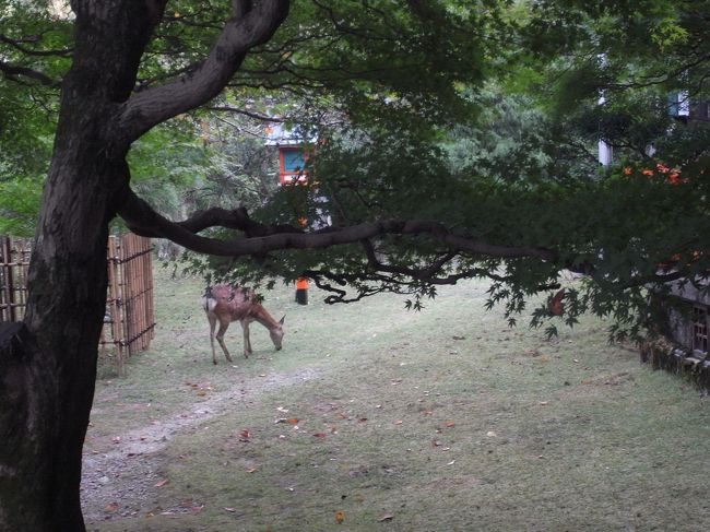 ティーサロンから眺めるお庭も素敵。<br />紅葉するとキレイだろうなぁ。<br />鹿もやってきたり、風流です。<br /><br />こんな秋の日の過ごし方もいいもんですねー<br />
