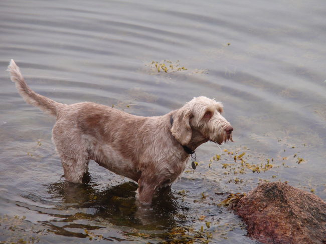 水の中で遊ぶお散歩中のワンちゃんを発見！<br />他にも色々なワンちゃんがお散歩をしていて見ているのも楽しいです。