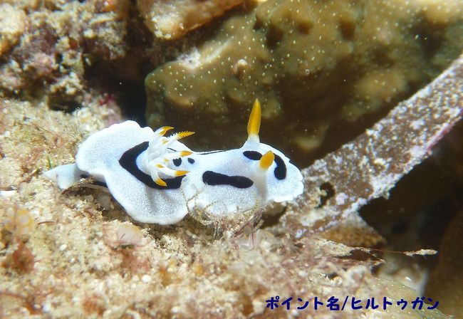 可愛いウミウシのお出迎え